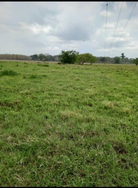 Foto Finca en Venta en @phagrovzla, 196 Hectáreas, San Silvestre Barinas 2024, Barinas - U$D 380.000 - FIV219620 - BienesOnLine