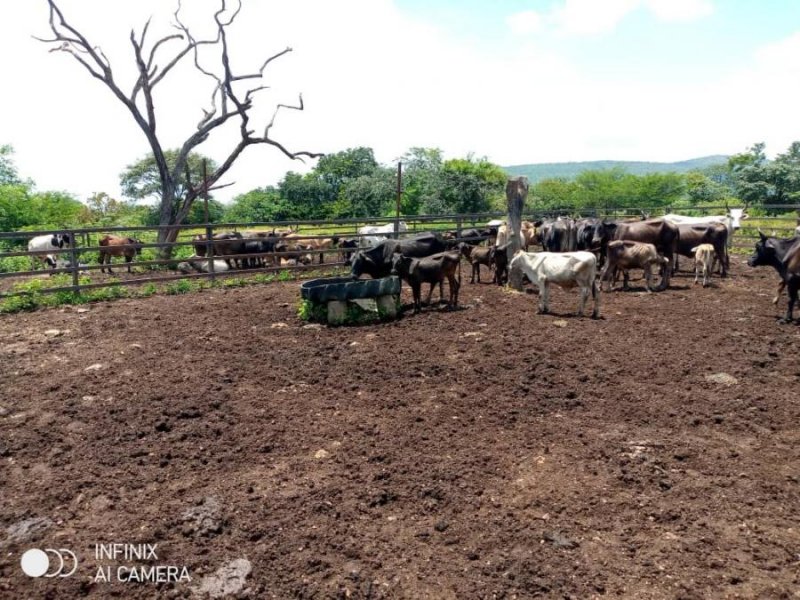 Foto Finca en Venta en @phagrovzla, 349 Hectáreas, Agrícola y Ganadera 90 Animales, Cojedes - 349 hectareas - U$D 120.000 - FIV208123 - BienesOnLine