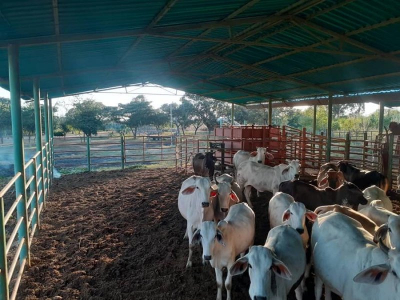 Finca en Venta en @phagrovzla 650 Hectáreas Cojedes para Ganadería y Siembra, Cojedes