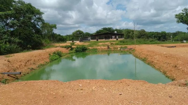 Finca en Venta en @phagrovzla 145 Hectáreas, Compañía Anónima, Cojedes