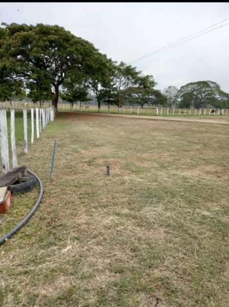 Se Vende Finca 196 Hectáreas, Unidad de Producción Activa 2024, Barinas, San Silvestre  OCTUBRE 2024