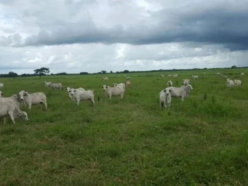 Se Vende Finca 2.500 Ha, Cojedes, para Agricultura y Ganadería, 400 Semovientes, MARZO 2025