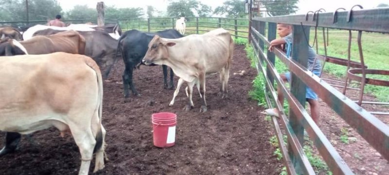 Foto Finca en Venta en @phagrovzla, 349 Hectáreas, 90 Animales, Cojedes - 349 hectareas - U$D 120.000 - FIV208120 - BienesOnLine