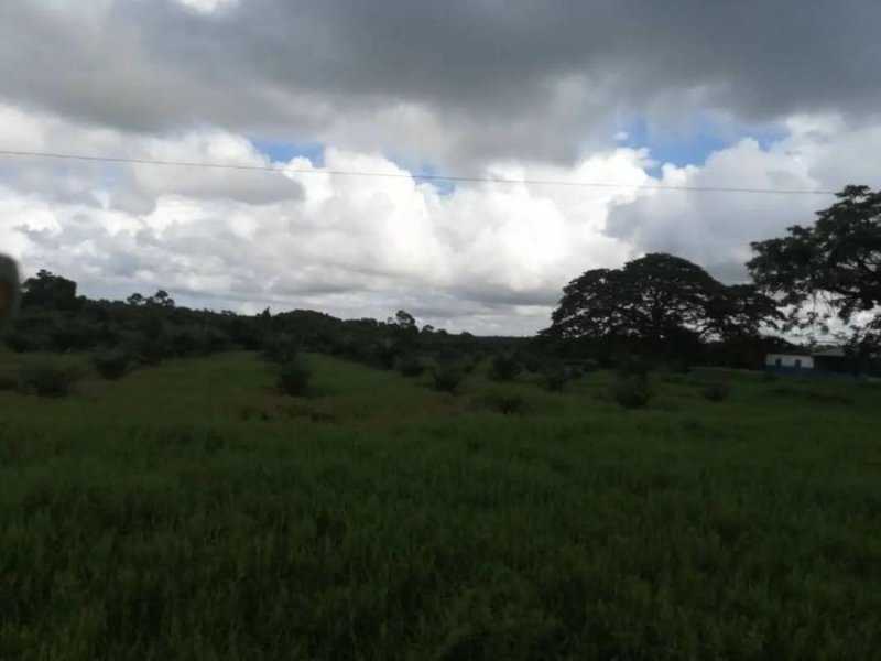 Foto Finca en Venta en @phagrovzla, Palma de 6, 8, 10 Años, disponible 2023, Zulia - U$D 1.900.000 - FIV184908 - BienesOnLine