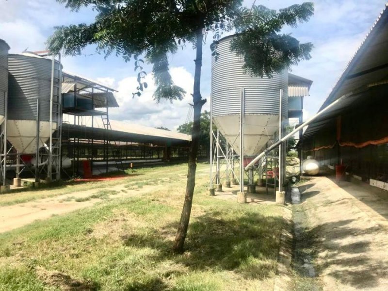 Finca en Venta en @phagrovzla Granja de Pollos Automatizada, 780 mil $, Carabobo