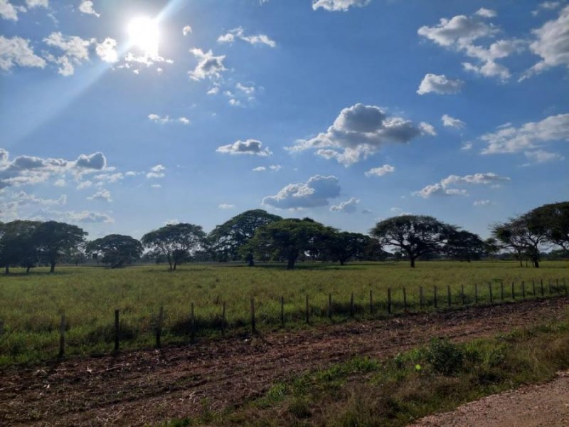 Se Vende Finca 430 Hectáreas, Cojedes para Ganadería y Agricultura, OCTUBRE  2024