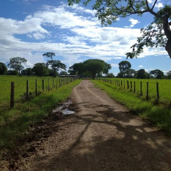 Se Vende Finca 437 Hectáreas, Cojedes Tierra Fértil, ENERO 2025