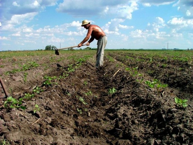 Finca en Venta en Inmobiliaria Agroindustrial Ciudad de Cojedes, Cojedes