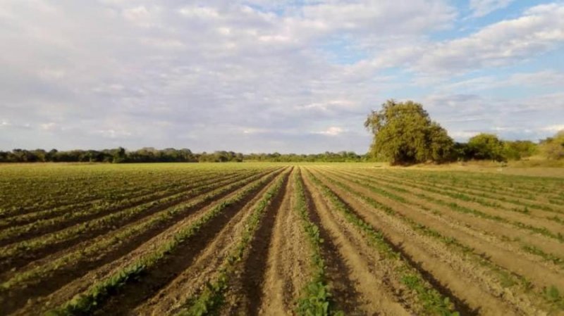 Se Vende Finca 800 Hectáreas, El Sombrero, Edo. Guárico, ACTUALIZADA MARZO 2025