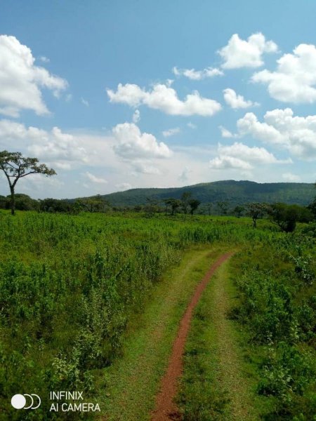 Se Vende Finca Agrícola y Ganadera 349 Hectáreas, Cojedes, 90 Animales, Tierras Planas, ENERO 2025