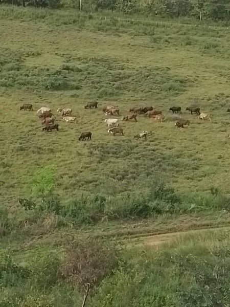 Se Vende Finca Cojedes 80 Hectáreas, Potreros con Pastos Disponible OCTUBRE 2024