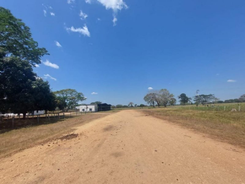 Se Vende Finca Cojedes 430 Hectáreas, Ideal para Ganadería y Agricultura Cojedes, OCTUBRE  2024