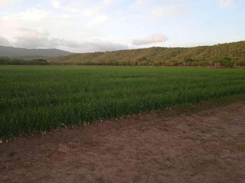 Finca en Venta en  Altagracia de Orituco, Guárico