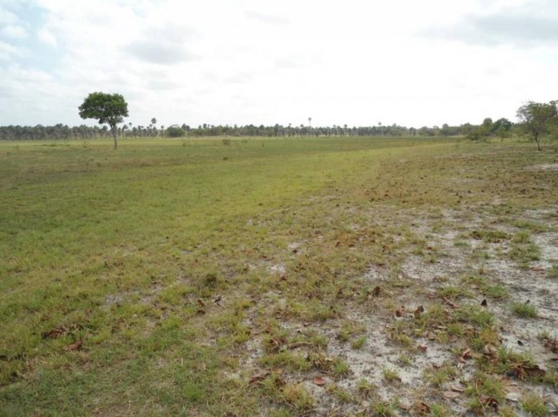 Finca en Venta en @phagrovzla Hato 9.000 Ha, con Pista Autorizada, Guárico