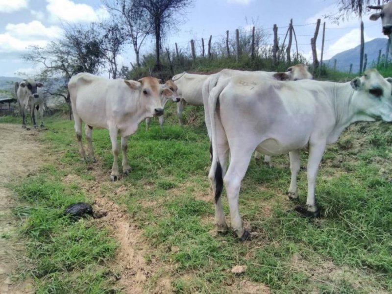 Finca en Venta en  Carora, Lara