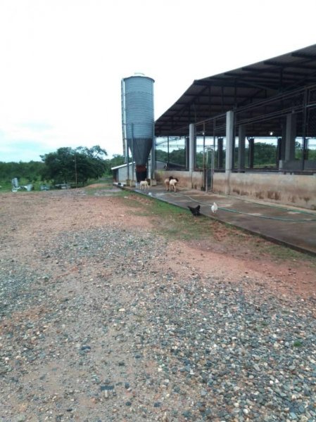 SE VENDE GRANJA PORCINA ESTADO COJEDES 145 HECTÁREAS, INSTALACIONES OPERATIVAS, MARZO 2025