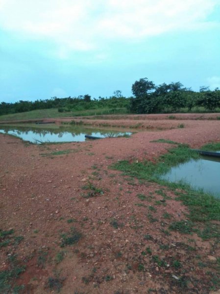 Finca en Venta en @phagrovzla Ciudad de Cojedes, Cojedes