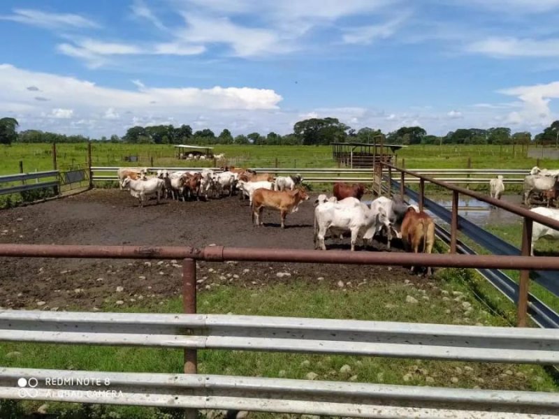 Finca en Venta en @phagrovzla Acarigua, Portuguesa