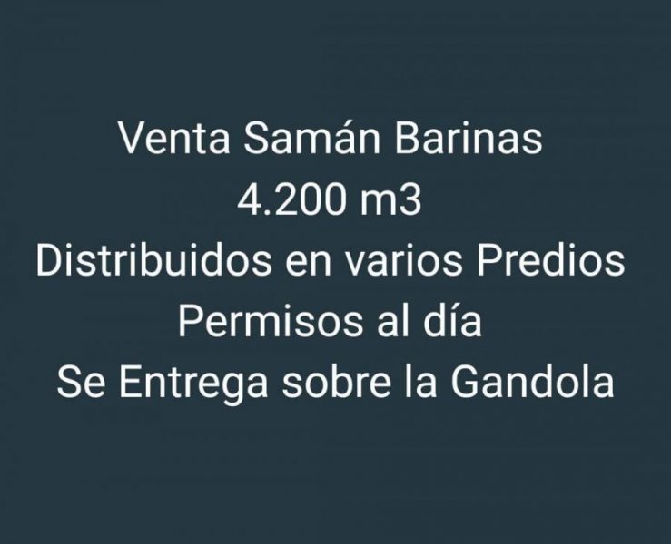 Se Vende Samán 4.200 M3, Distribuidos Varios Predios, permisos al día 2024