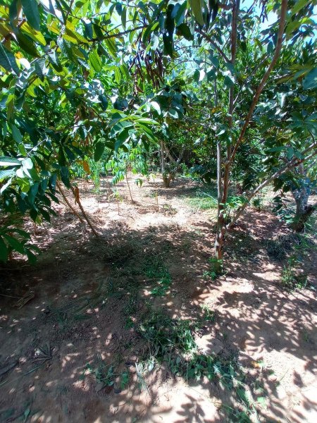 Terreno en Venta en Bruzual Chivacoa, Yaracuy