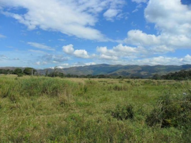 Foto Terreno en Venta en Bejuma, Carabobo - BsF 21.000.000 - TEV52449 - BienesOnLine