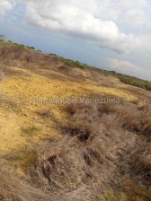Terreno en Venta en  Punto Fijo, Falcón