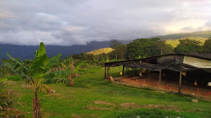 Finca en Venta en bejuma Bejuma, Carabobo