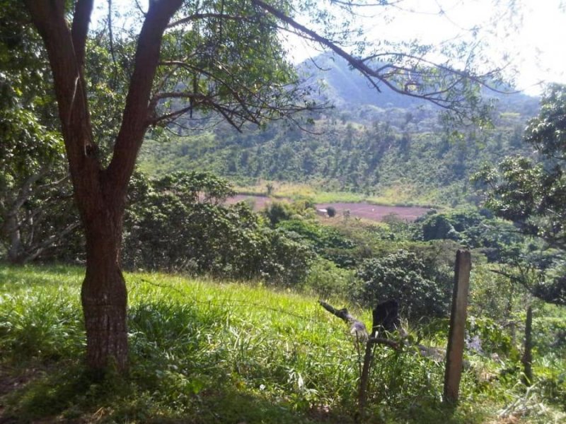 Foto Finca en Venta en Yaritagua, Yaracuy - 244 hectareas - FIV114150 - BienesOnLine