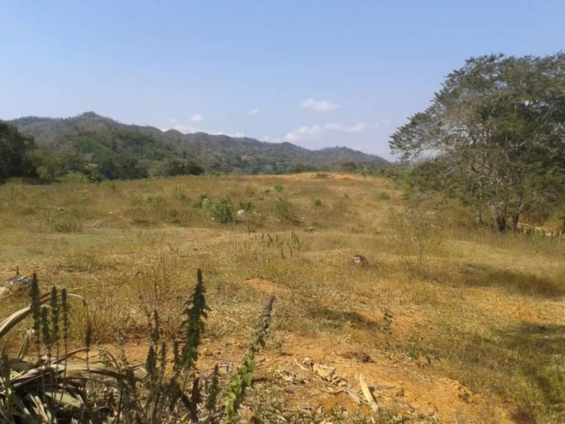 Foto Finca en Venta en Cocorote, Yaracuy - 13 hectareas - BsF 70.000 - FIV114152 - BienesOnLine