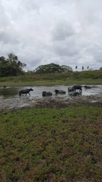 Foto Finca en Venta en Yumare, Yaracuy - 1 hectareas - FIV114569 - BienesOnLine