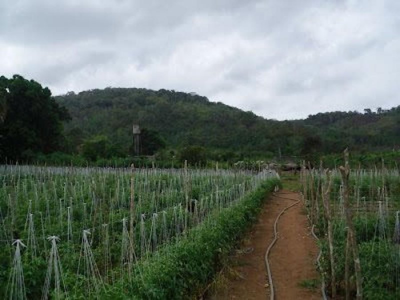 Finca en Venta en Pao Upata, Bolívar