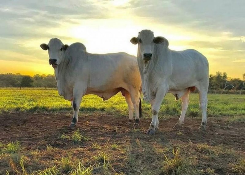 Venta de Fincas, Hatos Diferentes Hectáreas, Aptas Para Agricultura, Ganadería,  2025