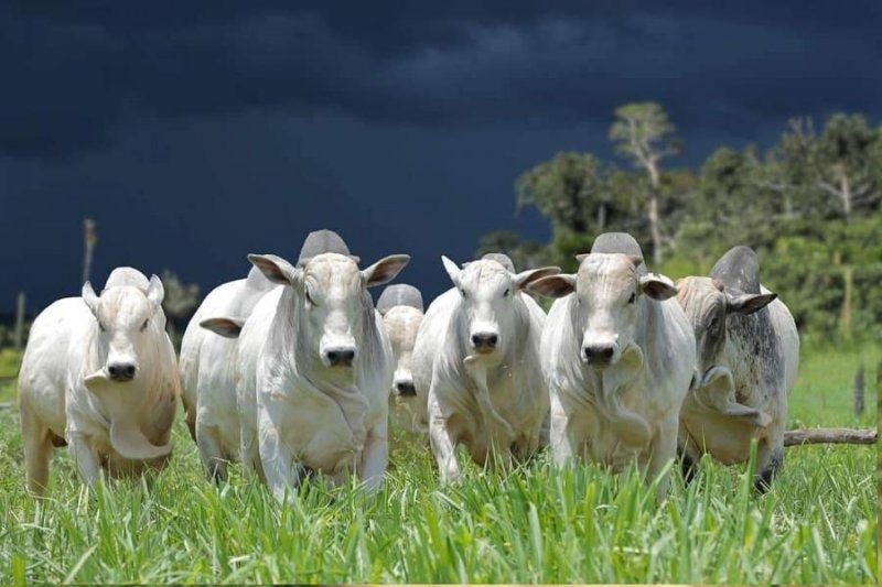 Venta de Fincas, Hatos Diferentes Hectáreas, Aptas Para Agricultura, Ganadería,  2025