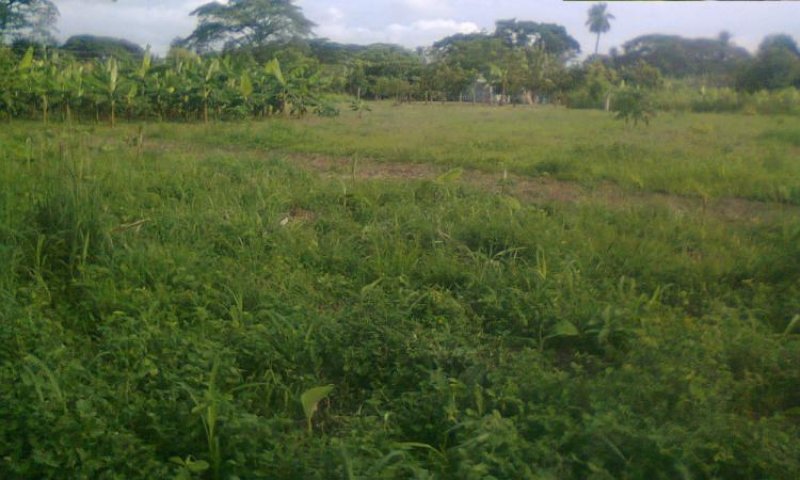 Foto Terreno en Venta en Barinas, Barinas - 1 hectareas - BsF 4.000.000 - TEV74838 - BienesOnLine