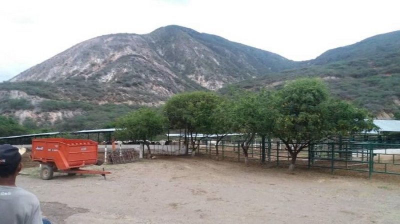 Foto Finca en Venta en santa rosa, Iribarren, Lara - U$D 180.000 - FIV197949 - BienesOnLine