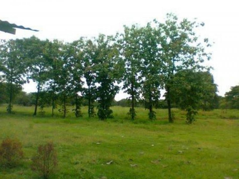 Foto Terreno en Venta en Barinas, Barinas - BsF 12.000.000 - TEV74809 - BienesOnLine